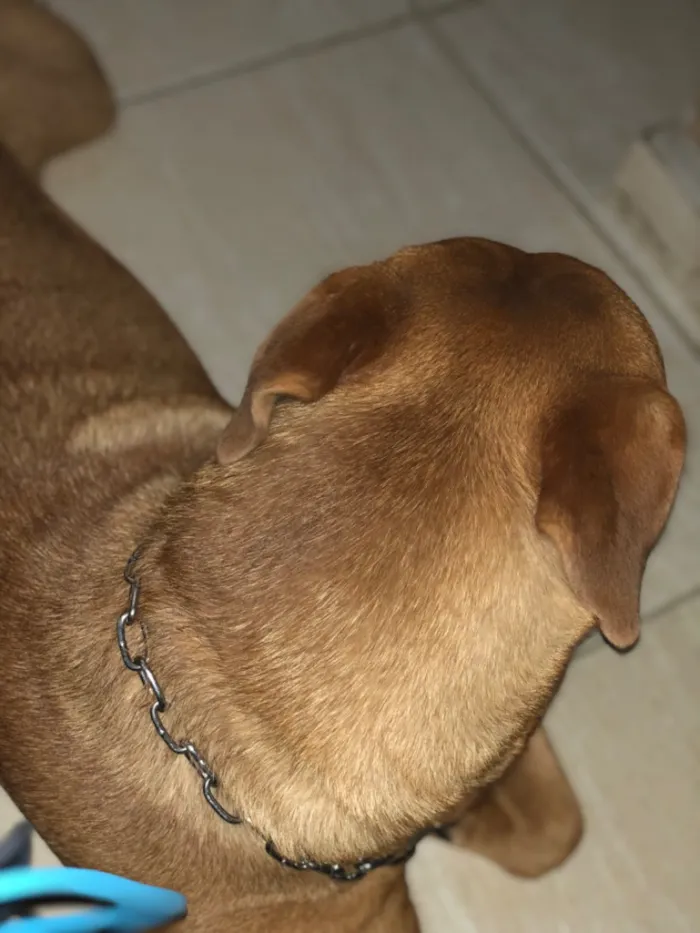 Cachorro raça Pit-Bull idade 1 ano nome Zeus