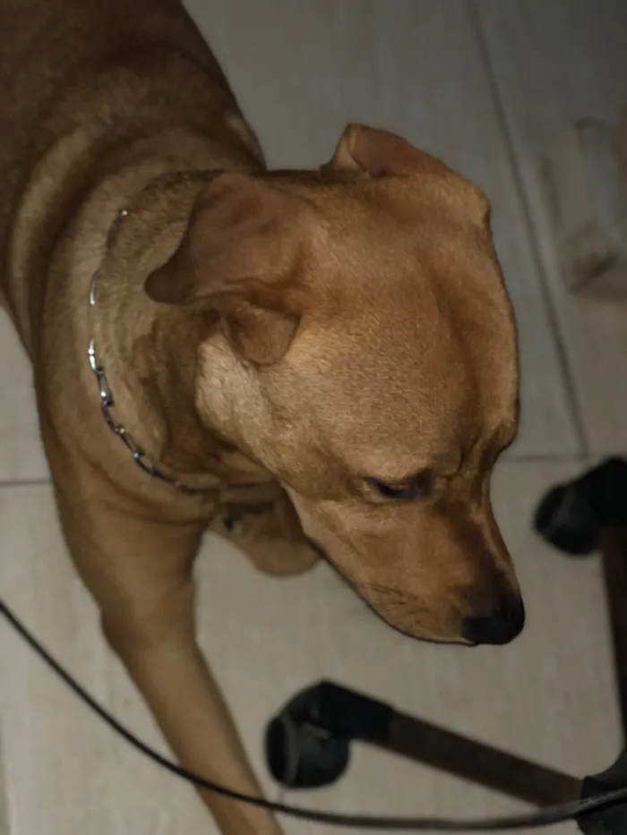 Cachorro raça Pit-Bull idade 1 ano nome Zeus