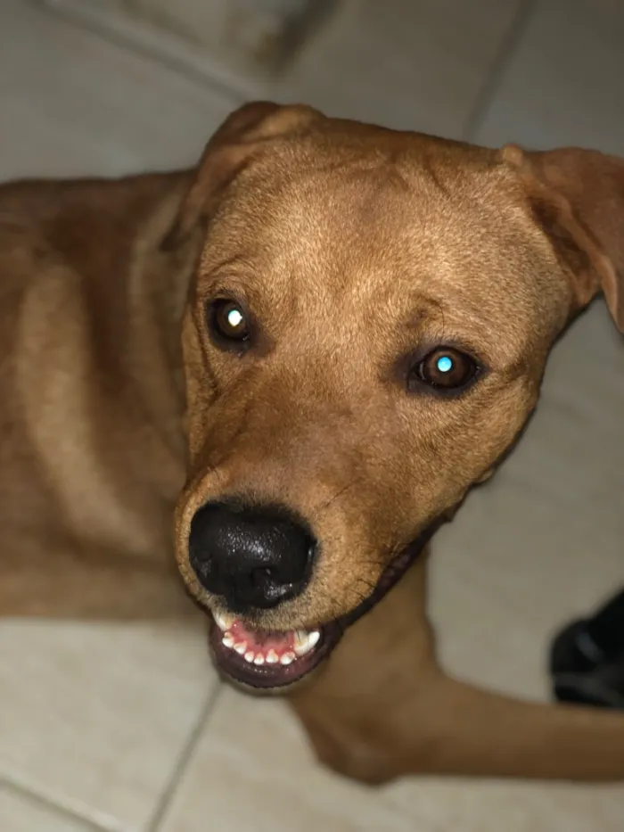 Cachorro raça Pit-Bull idade 1 ano nome Zeus