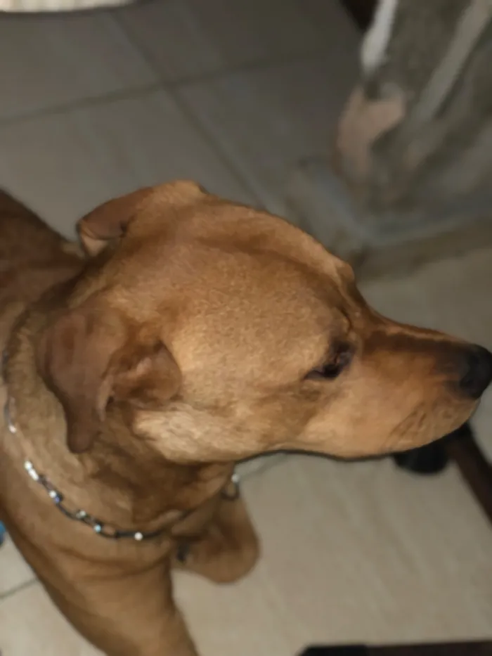 Cachorro raça Pit-Bull idade 1 ano nome Zeus