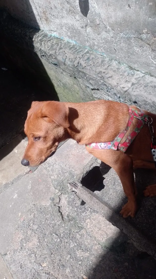 Cachorro raça Pit-Bull idade 1 ano nome Zeus