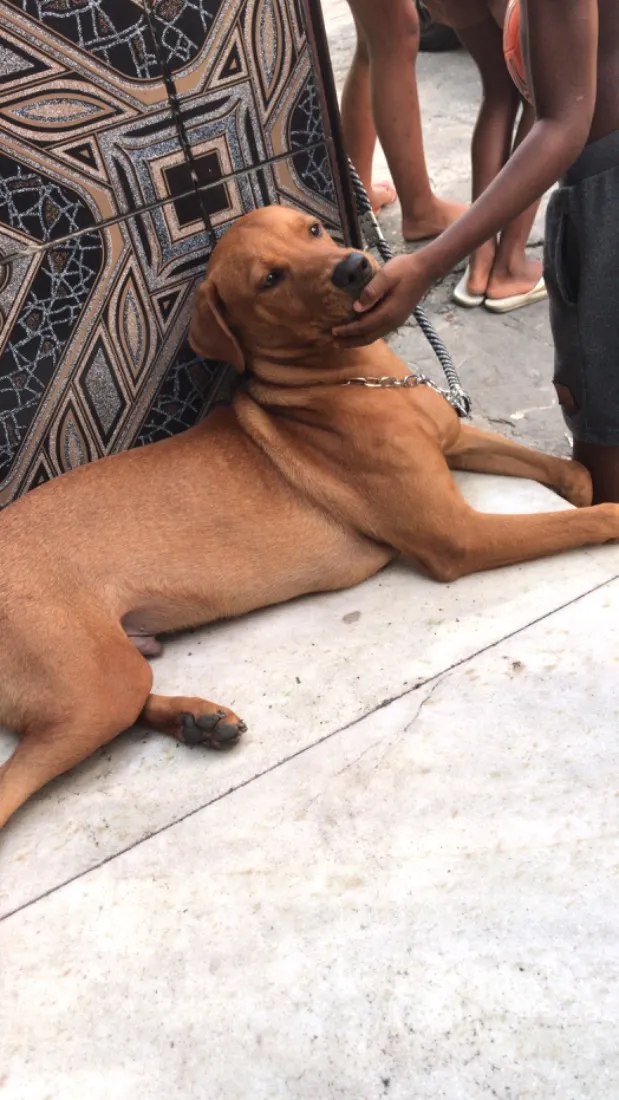 Cachorro raça Pit-Bull idade 1 ano nome Zeus