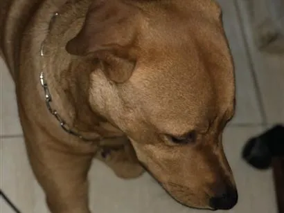 Cachorro raça Pit-Bull idade 1 ano nome Zeus