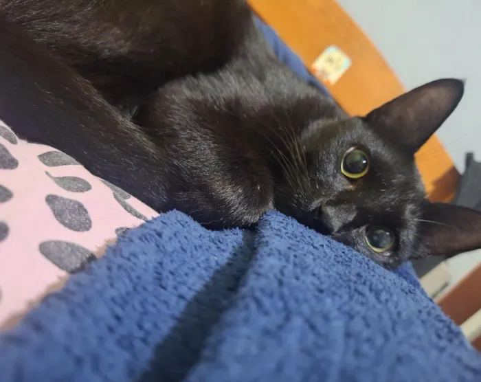 Gato raça SRD-ViraLata idade 2 anos nome amendoim 