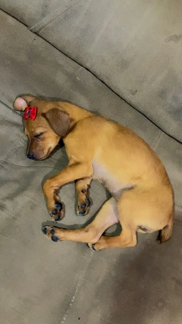 Cachorro raça SRD-ViraLata idade 2 a 6 meses nome Maggue