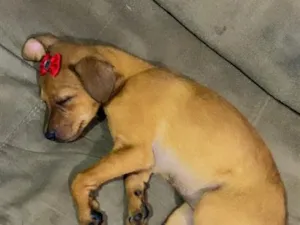 Cachorro raça SRD-ViraLata idade 2 a 6 meses nome Maggue