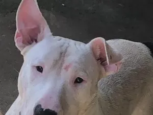 Cachorro raça Bull Terrier idade 6 ou mais anos nome Bob