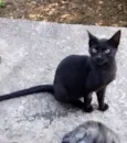 Cacau