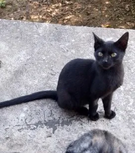 Gato raça SRD-ViraLata idade 1 ano nome Cacau
