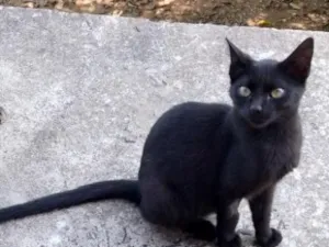Gato raça SRD-ViraLata idade 1 ano nome Cacau