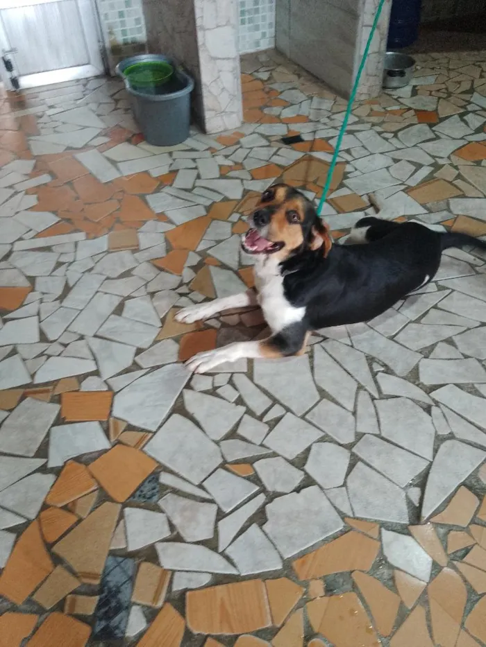 Cachorro raça SRD-ViraLata idade 3 anos nome THAYLER