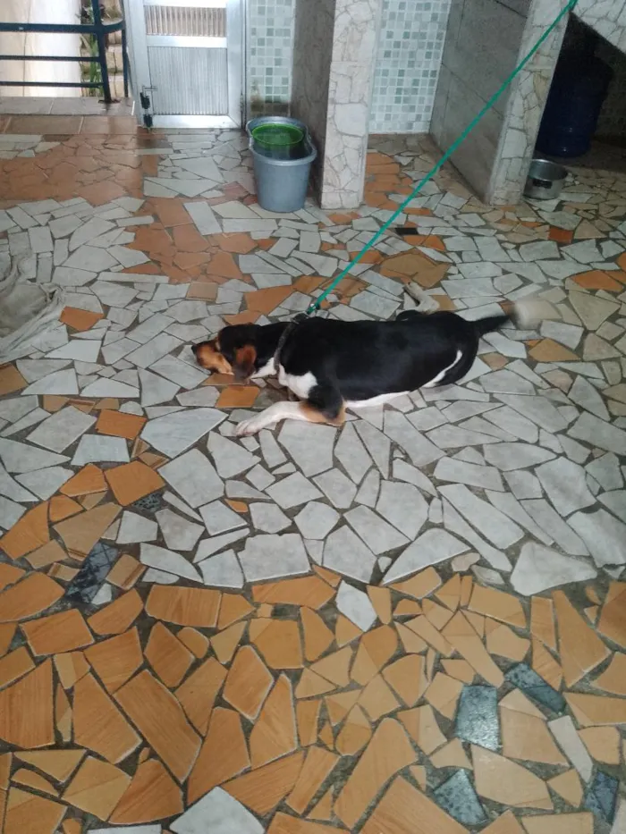 Cachorro raça SRD-ViraLata idade 3 anos nome THAYLER