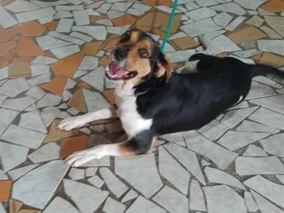 Cachorro raça SRD-ViraLata idade 3 anos nome THAYLER