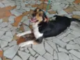 THAYLER