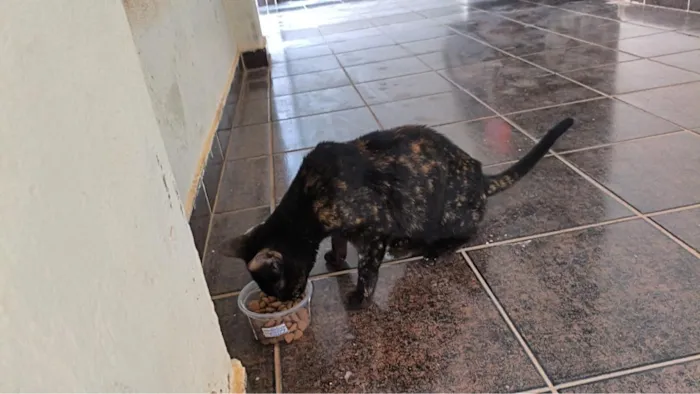 Gato raça SRD-ViraLata idade 7 a 11 meses nome não tem nome 