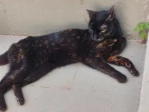 Gato raça SRD-ViraLata idade 7 a 11 meses nome não tem nome 