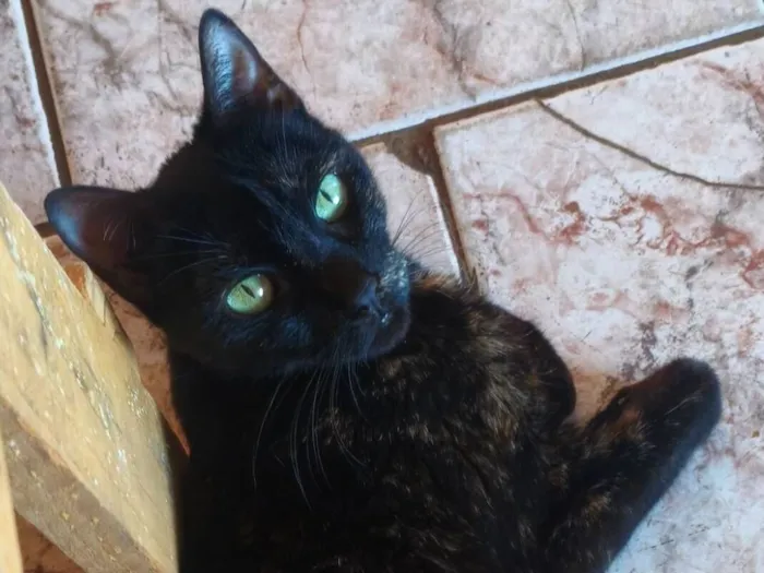 Gato raça SRD-ViraLata idade 7 a 11 meses nome não tem nome 