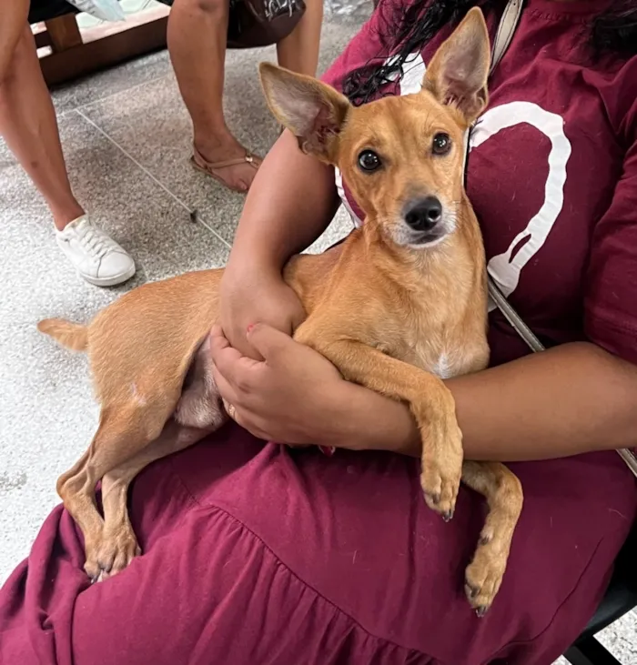 Cachorro raça SRD-ViraLata idade 2 anos nome Marron