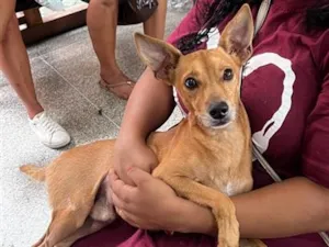 Cachorro raça SRD-ViraLata idade 2 anos nome Marron