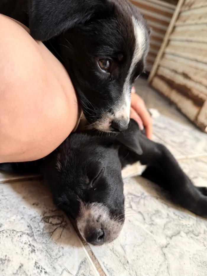 Cachorro raça SRD-ViraLata idade 2 a 6 meses nome Não tem nome 