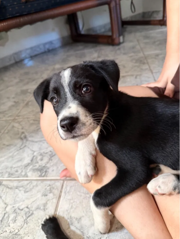 Cachorro raça SRD-ViraLata idade 2 a 6 meses nome Não tem nome 