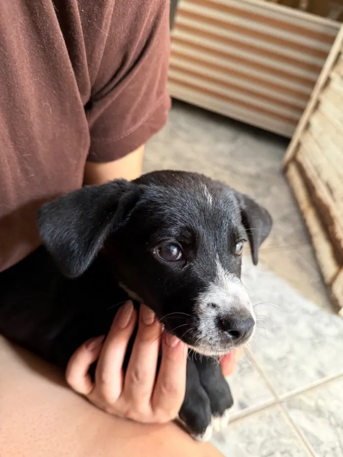 Cachorro raça SRD-ViraLata idade 2 a 6 meses nome Não tem nome 
