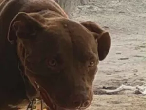 Cachorro raça Pit-Bull idade 2 anos nome Akira