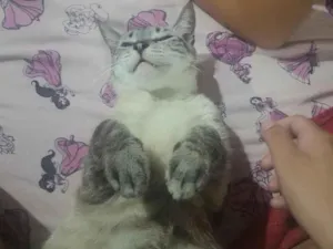 Gato raça Siamês idade 2 anos nome sofi