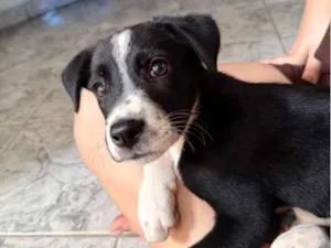 Cachorro raça SRD-ViraLata idade 2 a 6 meses nome Não tem nome 