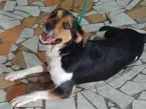 Cachorro raça SRD-ViraLata idade 3 anos nome THAYLER