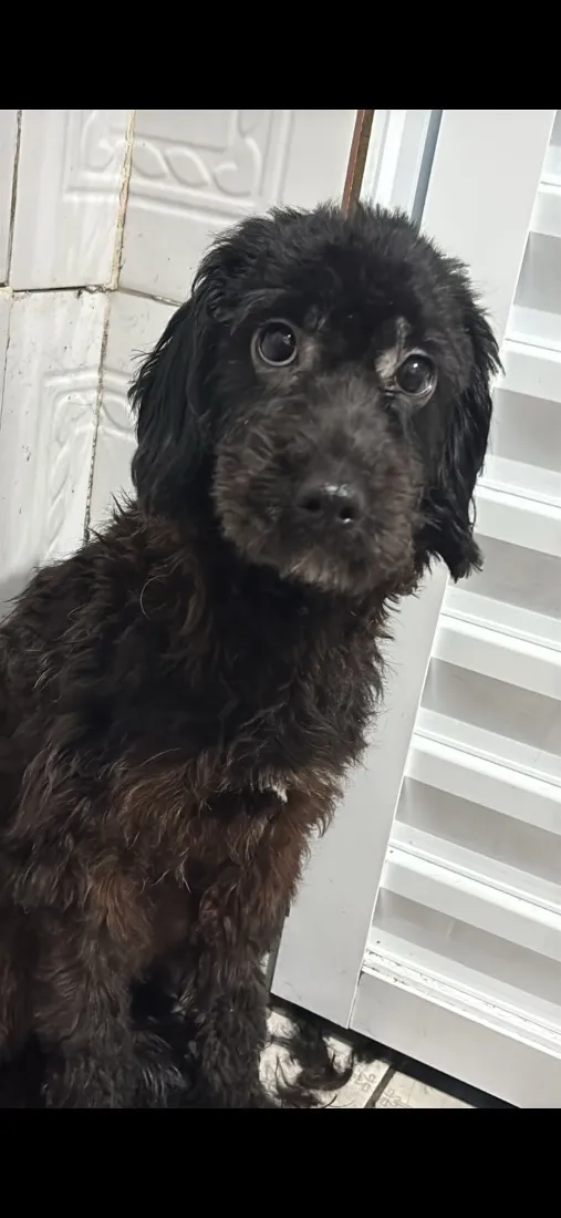 Cachorro raça SRD-ViraLata idade 2 anos nome Zara