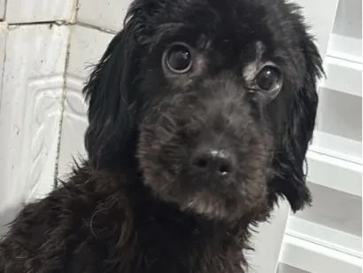 Cachorro raça SRD-ViraLata idade 2 anos nome Zara