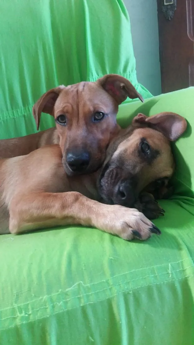 Cachorro raça SRD-ViraLata idade 5 anos nome spaik e swing