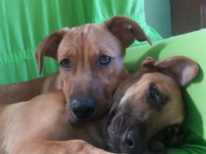 Cachorro raça SRD-ViraLata idade 5 anos nome spaik e swing