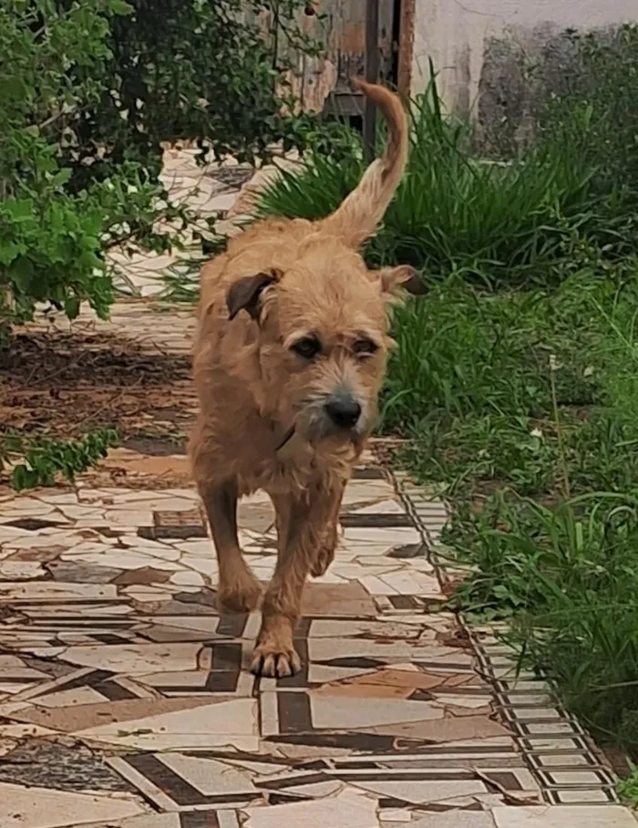 Cachorro raça SRD-ViraLata idade 1 ano nome Caramelo