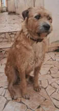 Caramelo