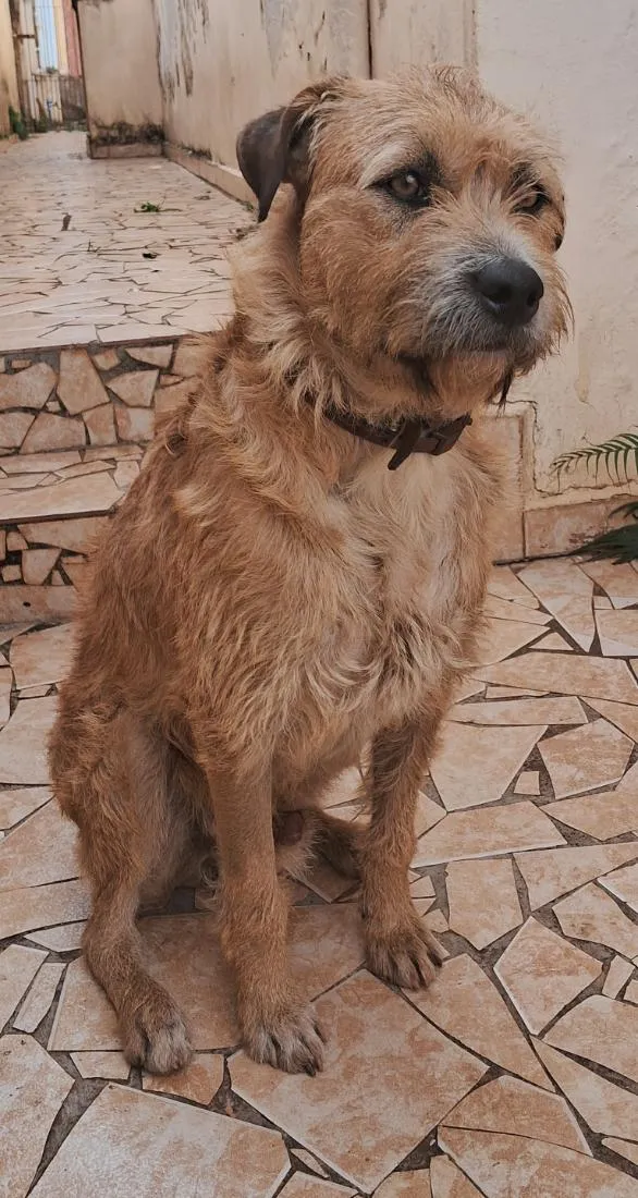 Cachorro raça SRD-ViraLata idade 1 ano nome Caramelo
