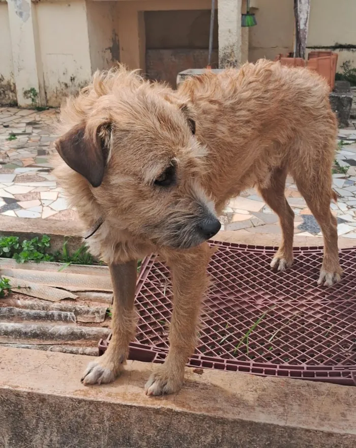 Cachorro raça SRD-ViraLata idade 1 ano nome Caramelo