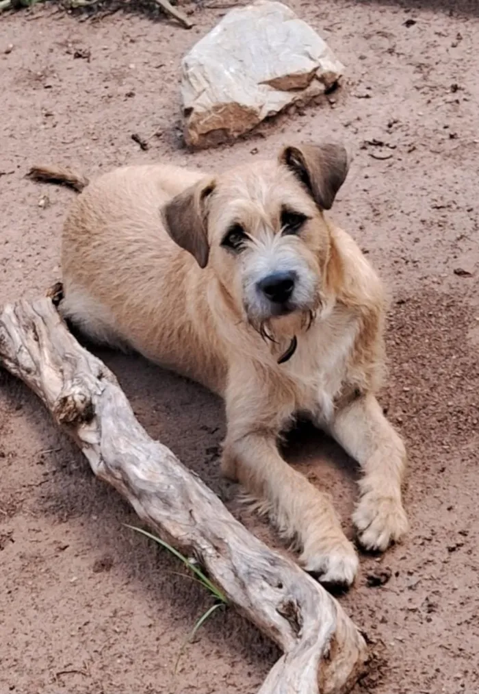 Cachorro raça SRD-ViraLata idade 1 ano nome Caramelo