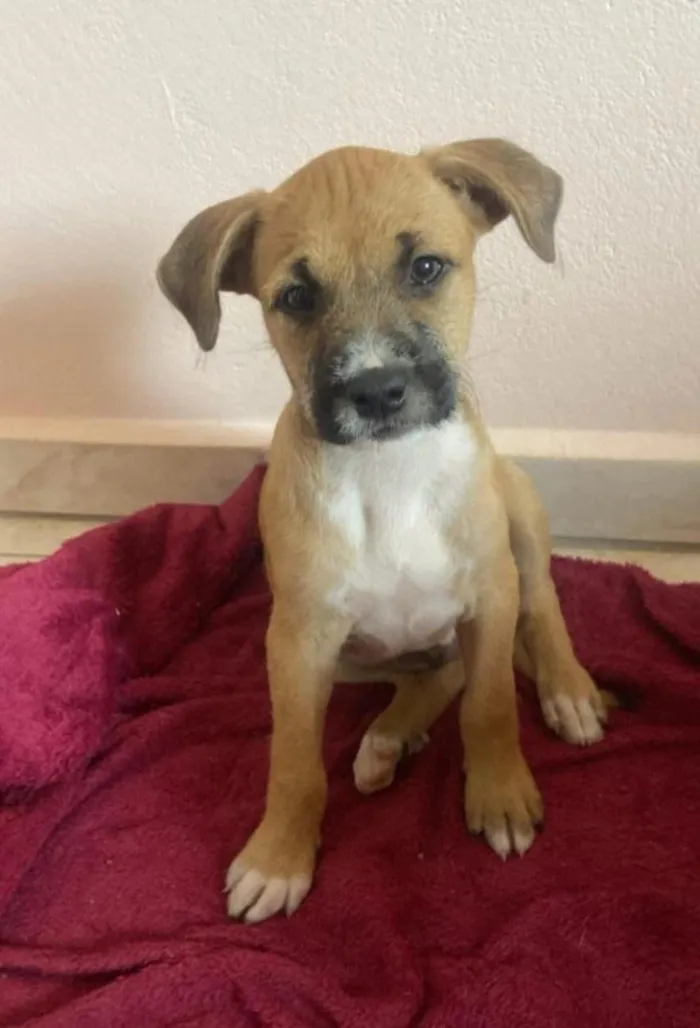 Cachorro raça SRD-ViraLata idade 1 ano nome Caramelo