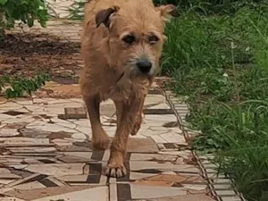 Cachorro raça SRD-ViraLata idade 1 ano nome Caramelo