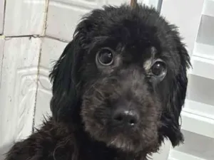 Cachorro raça SRD-ViraLata idade 2 anos nome Zara