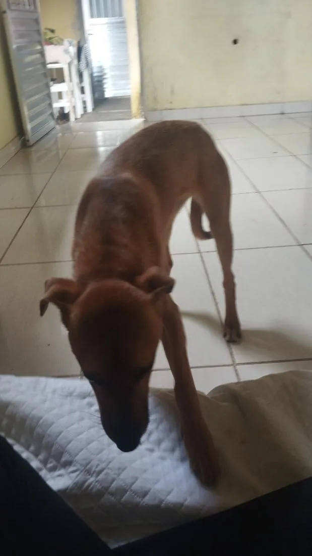 Cachorro raça SRD-ViraLata idade 2 a 6 meses nome Mel