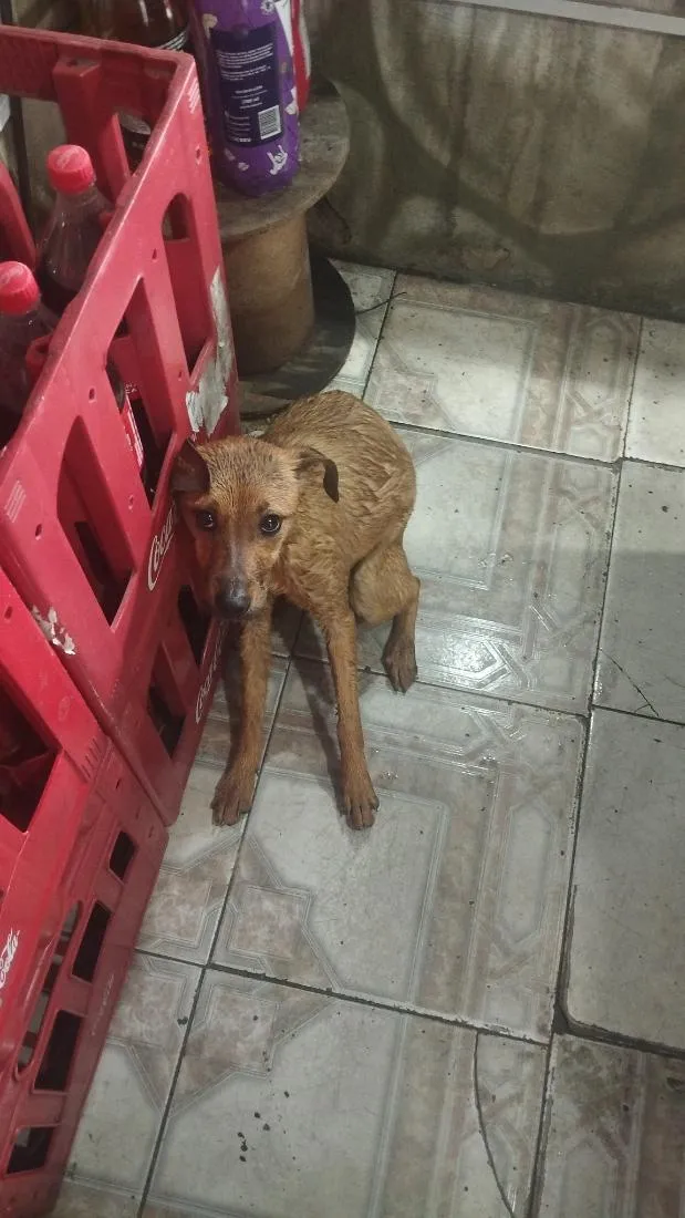 Cachorro raça SRD-ViraLata idade 2 a 6 meses nome Mel