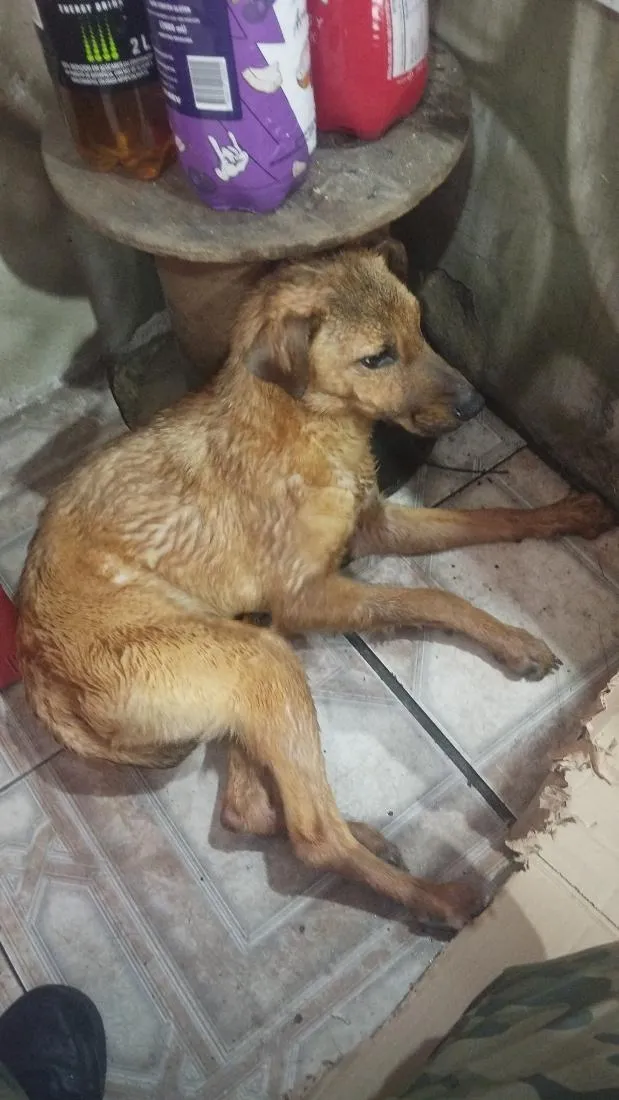 Cachorro raça SRD-ViraLata idade 2 a 6 meses nome Mel