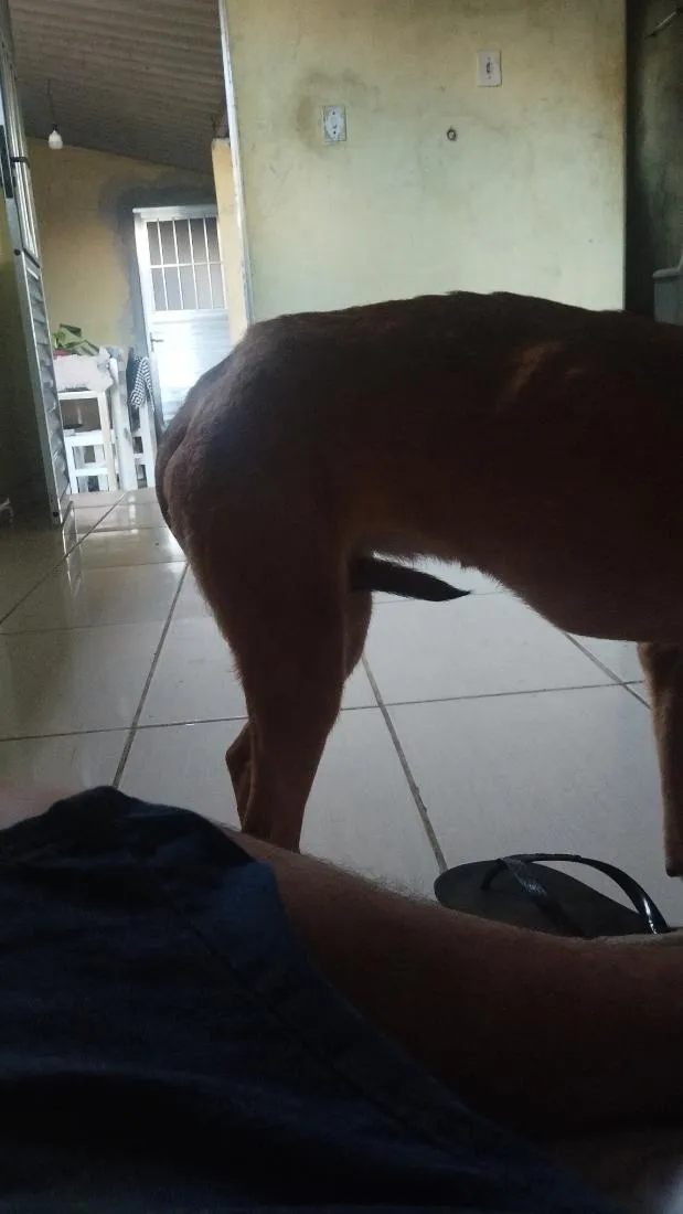 Cachorro raça SRD-ViraLata idade 2 a 6 meses nome Mel