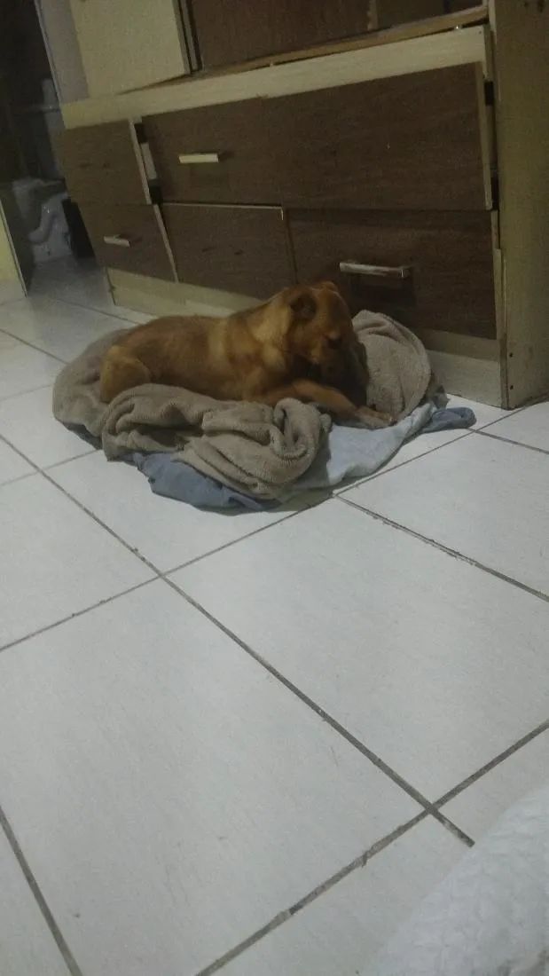 Cachorro raça SRD-ViraLata idade 2 a 6 meses nome Mel