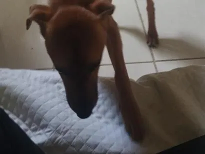 Cachorro raça SRD-ViraLata idade 2 a 6 meses nome Mel