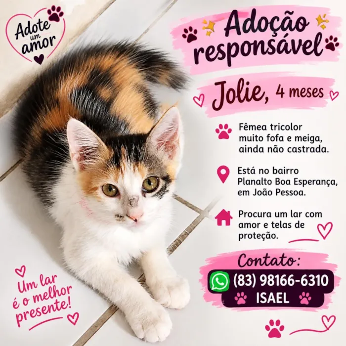 Gato raça SRD-ViraLata idade 2 a 6 meses nome Jolie