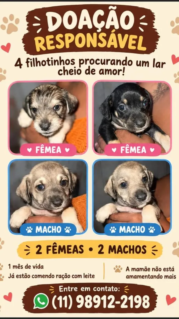 Cachorro raça SRD-ViraLata idade Abaixo de 2 meses nome Sem nomes 